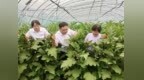 河北中行：普惠金融拓宽致富路 续贷服务搭起连心桥