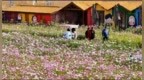 国庆假期各城区活动多样 佳木斯市游人如织享盛景