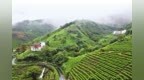 商城县苏仙石乡：细雨茶居绘秋日