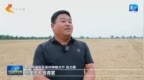 秋收河北 丨一场谷子地里的擂台赛