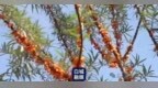 金秋果香溢白城 特色产业富乡村