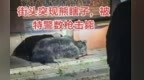 大黑熊突然闯入黑龙江一地闹市区，警方连开10多枪击毙，回应为何没用麻醉枪