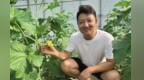 国企白领变身新农人　设专家大院"智"撑金瓜飘香全国