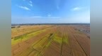 秦皇岛市北戴河新区水稻喜迎丰收季