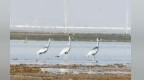鄱阳湖南矶湿地保护区10月记录到鸟类105种