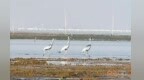 鄱阳湖南矶湿地喜迎白枕鹤群（图）