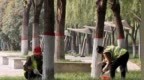 渭南城区10万余株树木“穿新衣”