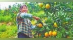 上犹县：满园“金果”挂枝头 脐橙丰收采摘忙（图）