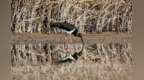 甘肃张掖黑河湿地：候鸟的冬日乐园