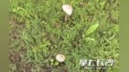 长沙已出现 千万别吃！有毒！