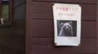 日本再发生熊伤人事件，3人受伤