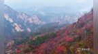 轻纱漫山 红翠交织，初冬的泰山如水墨丹青尽显苍劲之力