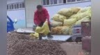 点“薯”成金　甘肃庄浪特产销往全国各地