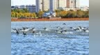 淮滨县东西湖风景区群鸟翔集 构成一幅和谐生态画卷