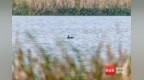 鸬鹚驾到！海口龙头下村迎来自然界 “捕鱼能手”