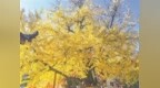 鹰潭余江区千年银杏迎来最佳观赏期