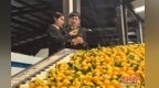 俏销海外！前11月抚州海关监管出口南丰蜜桔6.6万吨 货值4.1亿元
