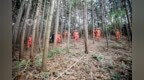 景德镇做好森林防灭火工作 整改火灾隐患169处、制止违规用火64起