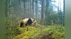 大熊猫国家公园甘肃片区跻身全球最佳自然保护地