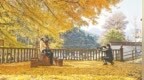横峰县：古银杏迎来最佳观赏期（图）