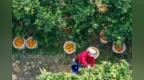 遂川县：脐橙丰产采摘忙（图）