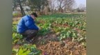 黄山市徽州区：农技服务到田头 护航油菜安全越冬