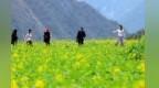 甘肃文县油菜花开美得嘞