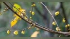 武汉蜡梅梅花提前1个月绽放