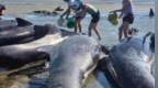 新西兰55头领航鲸搁浅，6头死亡