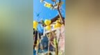 泰山素心蜡梅初绽放 香气满溢古盘道