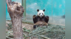 视频 | 国宝熊猫“灵岩 迈迈”反差日常，看完都想抱回家！