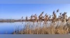 芦花飘飞！冬日枣庄蟠龙河，展现如诗如画的绝美冬景！