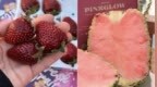 300元一斤的黑草莓，800元一颗的粉菠萝，到底什么味道？