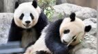 最后一对大熊猫27日返回中国，日本将迎来“无熊猫”时代