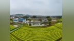 江西吉安：渼陂古村油菜花绽放（图）