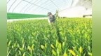 兰州新区鲜切百合批量上市