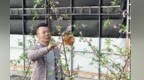 甘肃天水温室桃花迎冬绽放