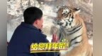 老虎花式拜年萌翻全场 幼崽萌到心巴上啦