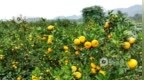 一颗蜜橘甜了千家万户！金溪特色产业成乡村振兴支柱
