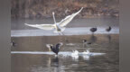 聊城：冬日徒骇河 水鸟添活力
