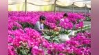 江西樟树：“年宵花经济”助力乡村全面振兴