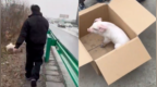 女子帮运猪车抓猪获赠一头小猪仔