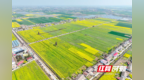 从"虫口夺油"到"科技撑腰" 湖南扎实推进油菜大面积单产提升