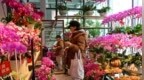 南昌：迎春花市年味浓