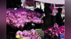 特写：香港年宵花市群芳斗艳喜迎新春