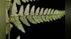 秦巴山区发现蕨类新物种