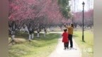 安徽合肥：梅花吐蕊报春来