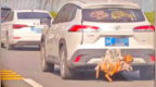带狗回家“外挂式运输”引争议，交警：若引发事故将担责