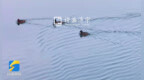 济宁：惠河湿地春意浓 鹭鸟育雏生态美