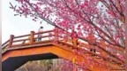 洛阳：游客赏花游园 感受春色美景